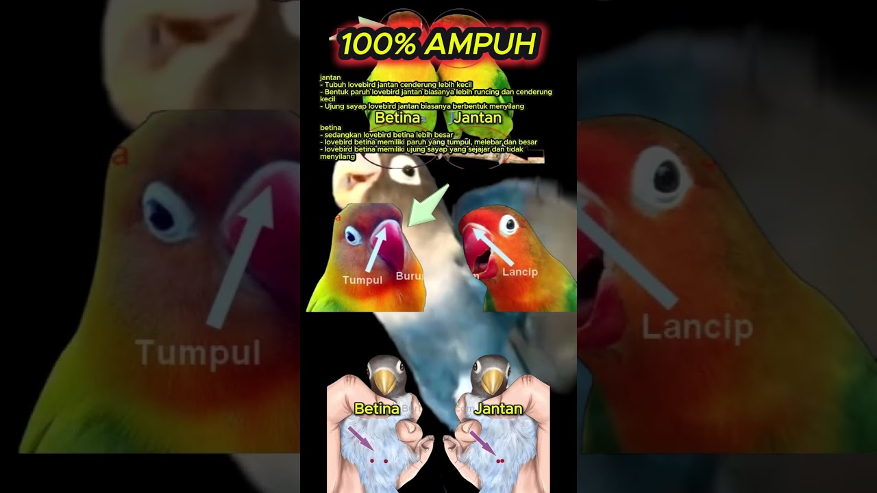 ciri ciri lovebird jantan dan betina 100% akurat #lovebird #lb #lovebirdngekek