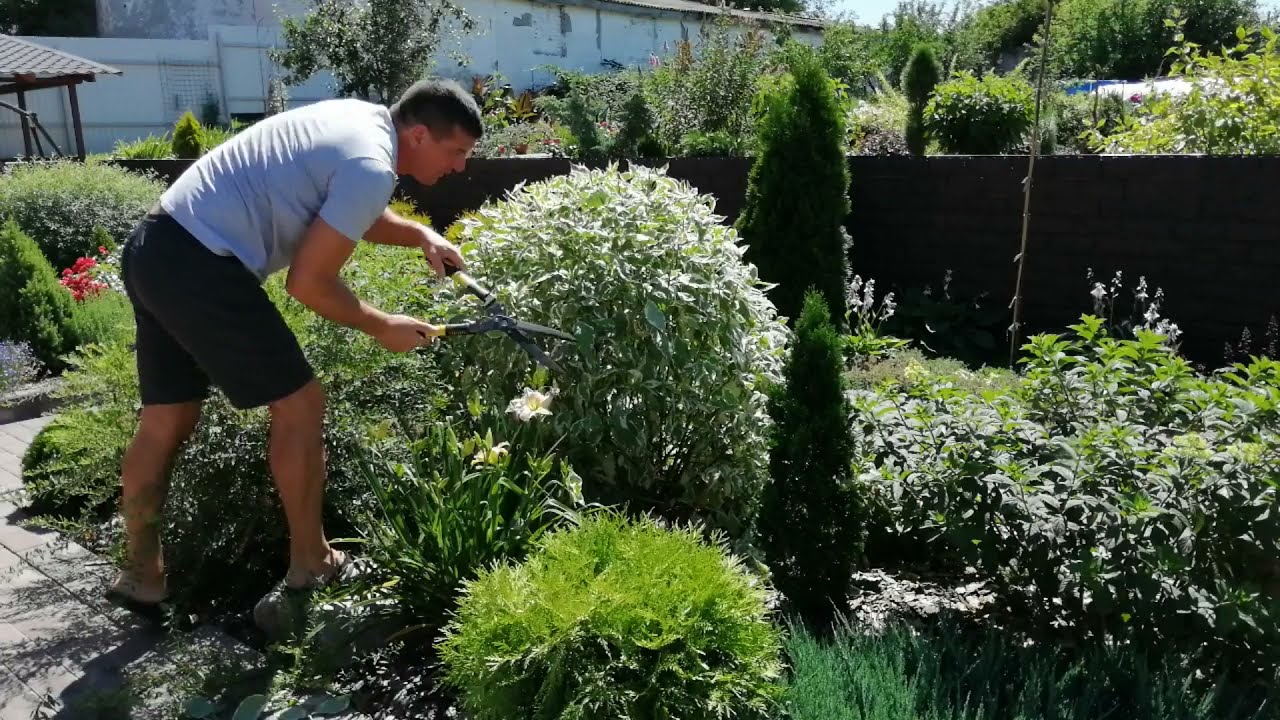 СТРИЖЁМ ДЕРЕН. ДЕРЕН БЕЛЫЙ ЭЛЕГАНТИССИМА. ДЕРЕН БЕЛЫЙ ШПЕТА.