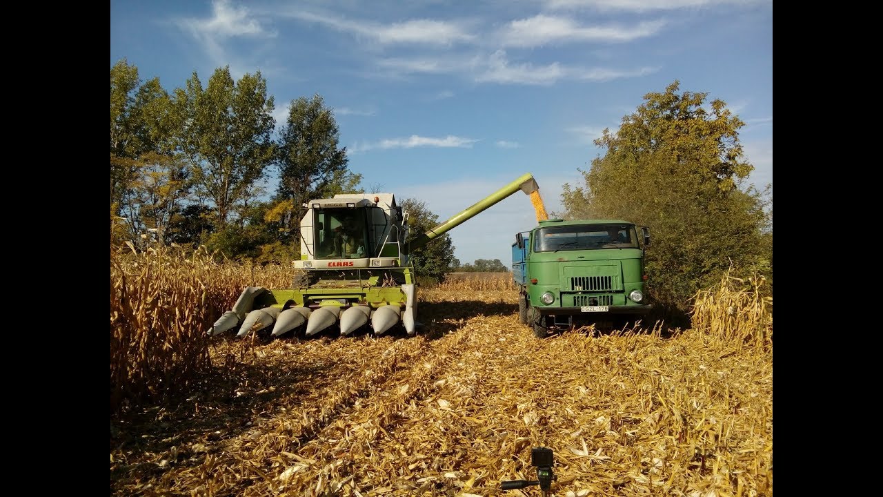 Kukorica Betakarítás/ Corn Harvest [2017] Claas Mega 360, IFA L60, John Deere 6630