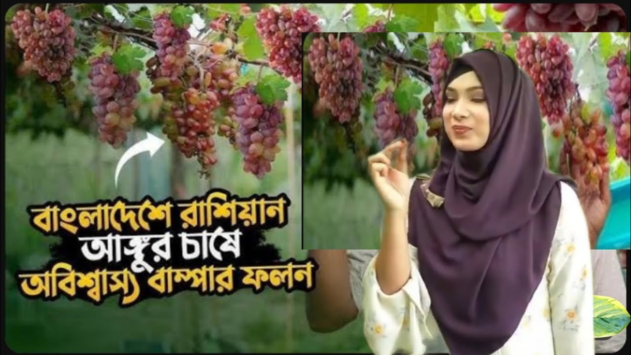 আঙ্গুর চাষ করে বাম্পার ফলন,, যশোর বাগান করুন, সফলতা অর্জন করুন