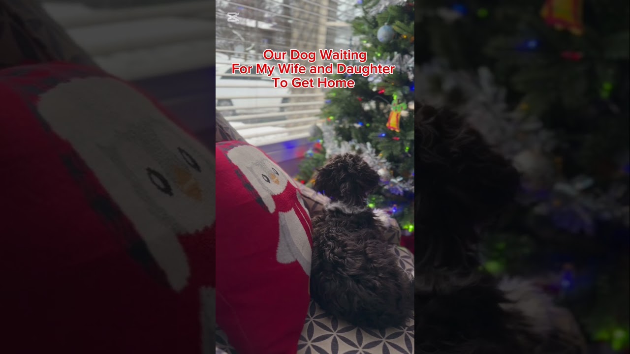 My Dog Waiting For My Wife