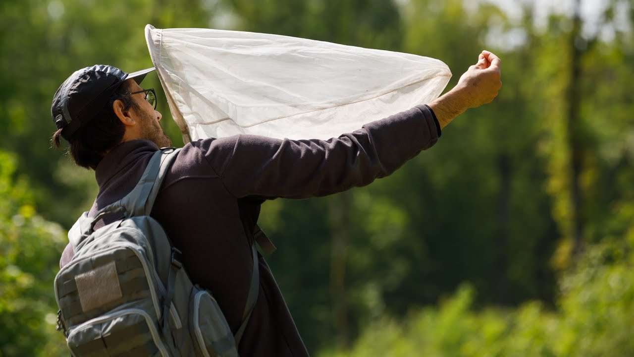 A la recherche des abeilles à miel sauvages, dans le Parc national de forêts