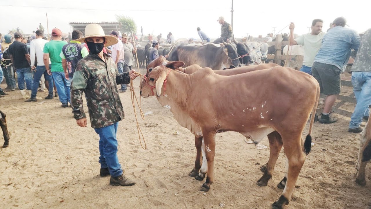 FEIRA DO GADO EM CAPOEIRAS-PE  30-01-2026 #nordeste
