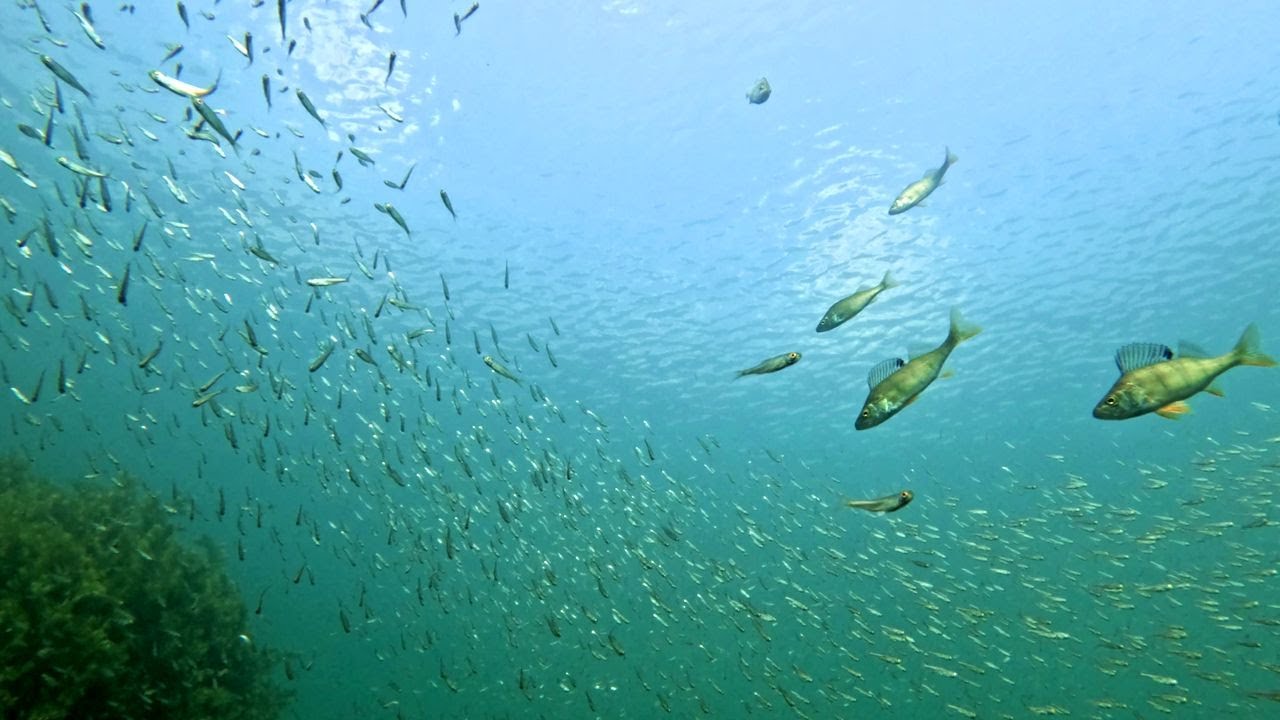The underwater life of Schladitzer See