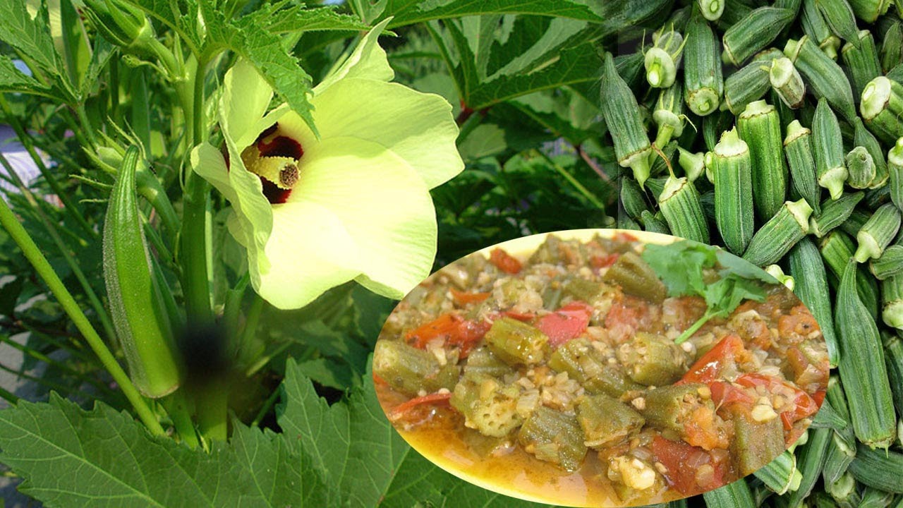 OKRA (Gombo ),imboga zikora ibitangaza mu mubiri w'umuntu || menya akamaro kazo