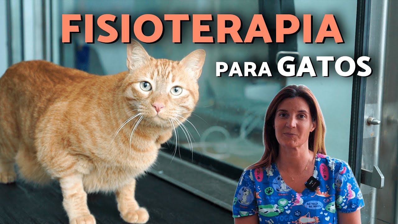 FISIOTERAPIA para GATOS 😻 Cuándo la necesitan y cómo MEJORA SU CALIDAD DE VIDA ❤️