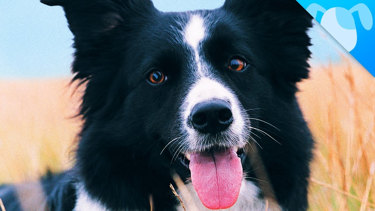 Border Collie Facts