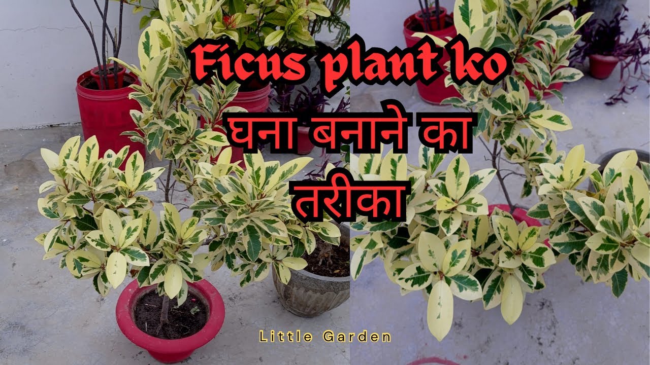 Full care of starlight ficus plant ||Ficus ki care/ propagation || Ficus plant ko घना बनाने का तरीका