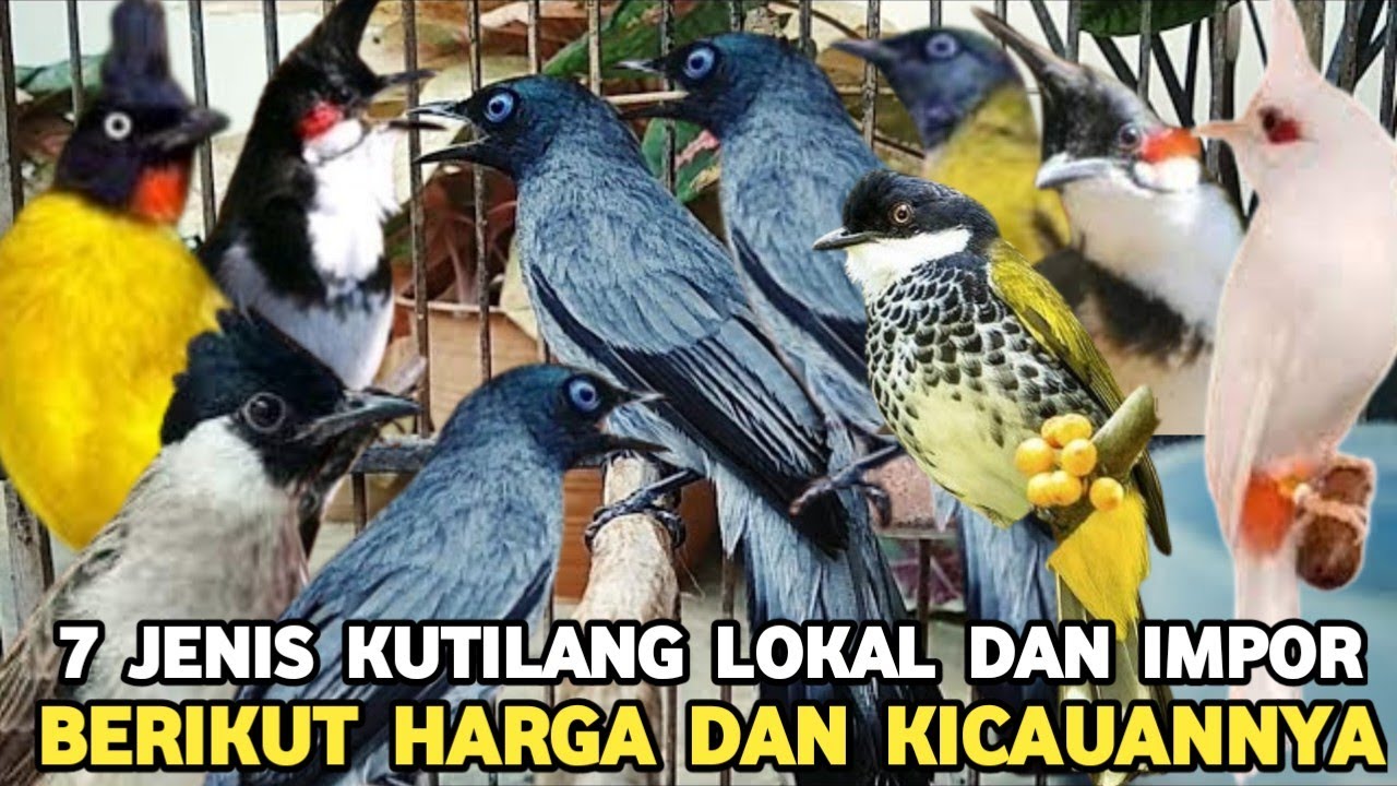 TUJUH JENIS KICAUAN BURUNG KUTILANG DI INDONESIA DAN IMPOR BERIKUT HARGA DAN SUARANYA