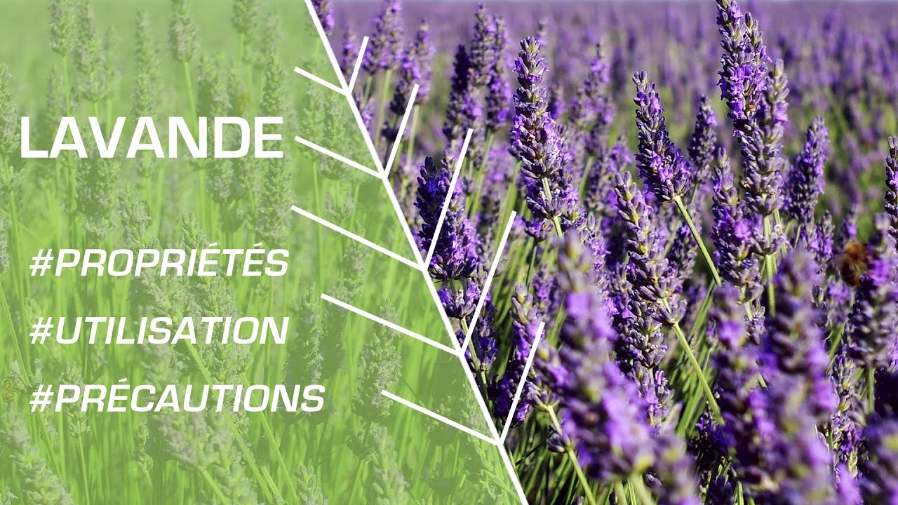 Comment utiliser la lavande ? - Phytothérapie