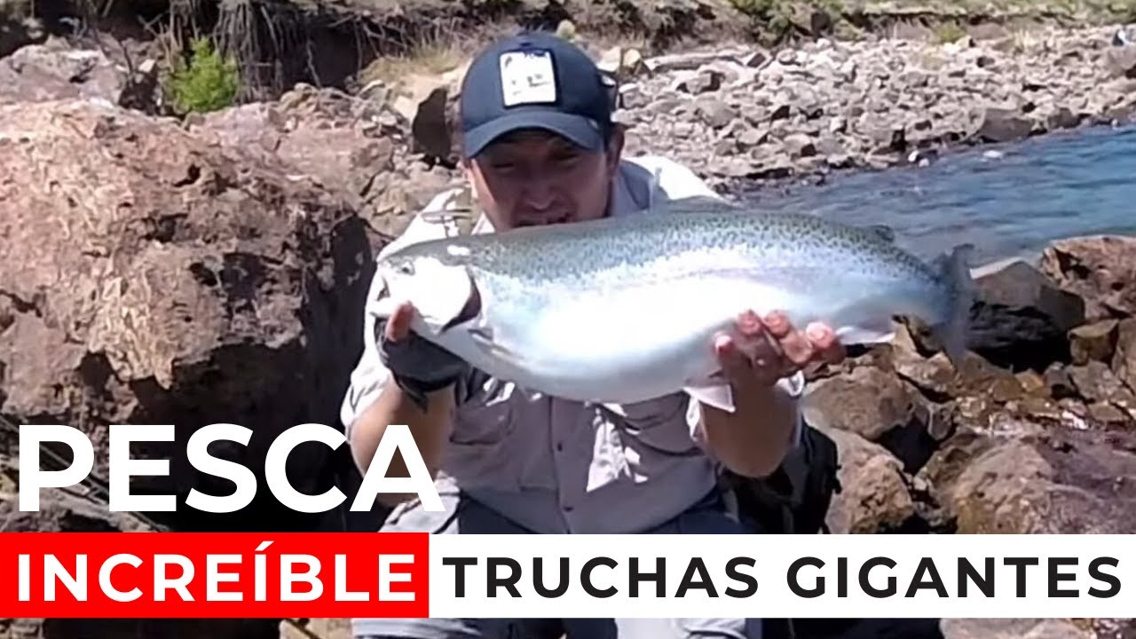 PESCANDO EL RÍO LIMAY Y EMBALSE ALICURA, TRUCHAS GIGANTES,  PESCA CON MOSCA 🐟🎣🎣