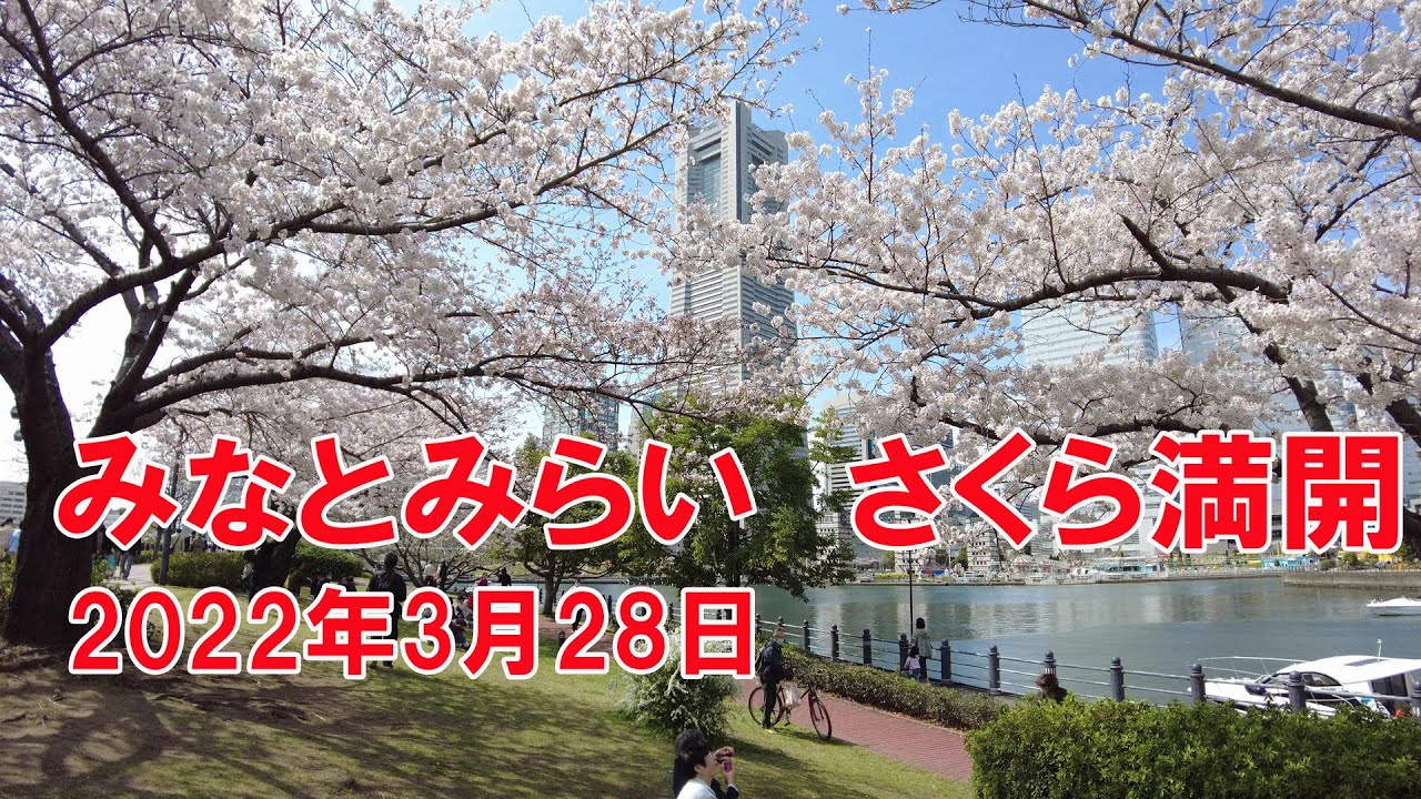 見頃になりました！　みなとみらいのさくら満開　2022年3月28日