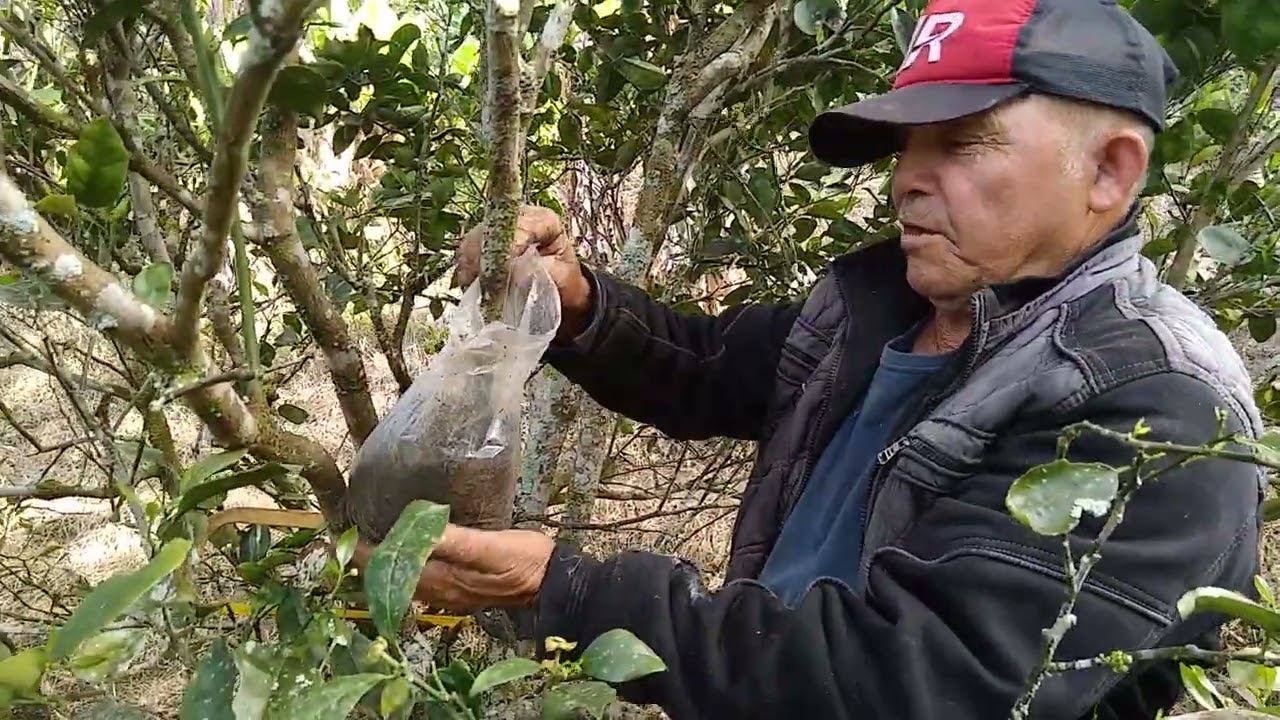 Fazendo muda de laranja de umbigo 