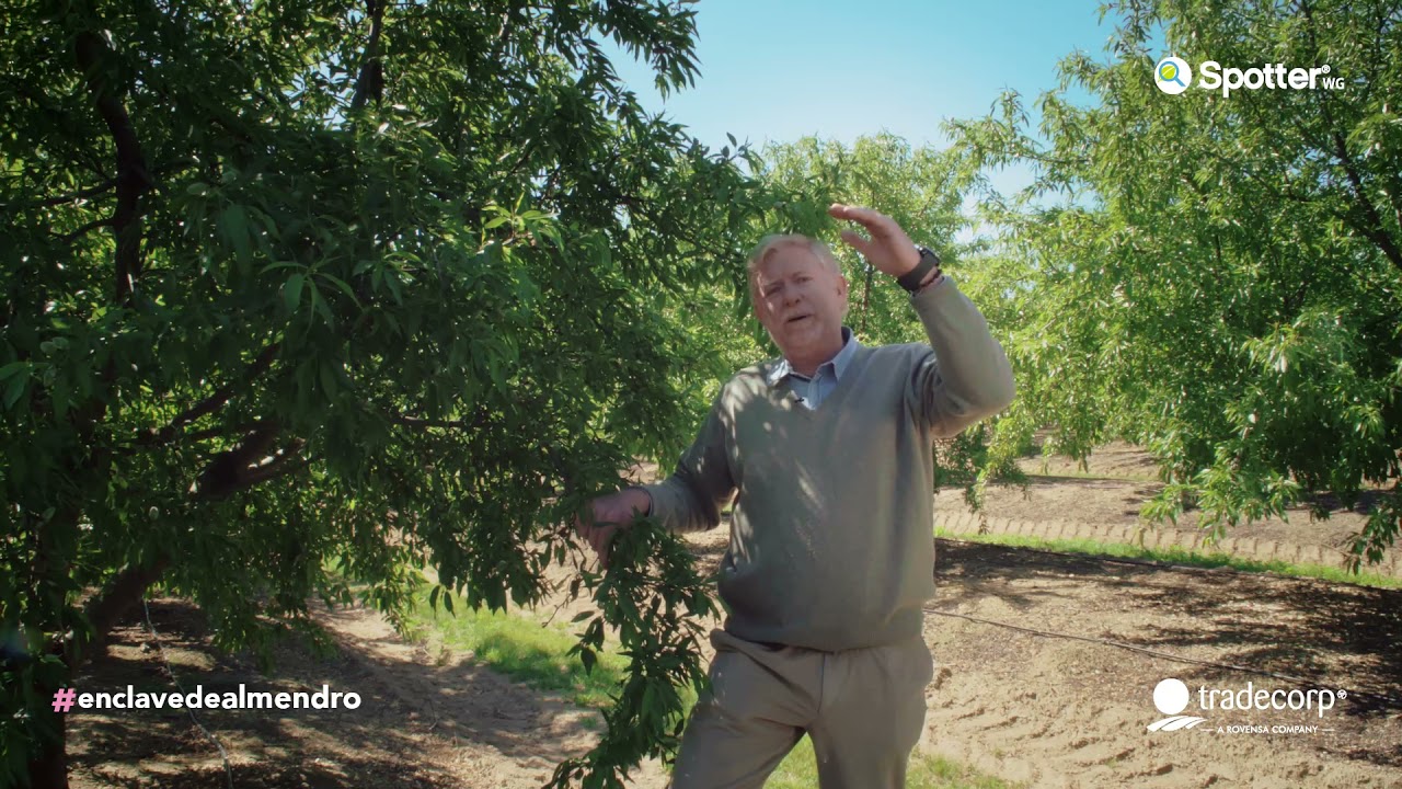 #EnClaveDeAlmendro | ¿Cuales son los factores clave para una óptima producción de almendra?