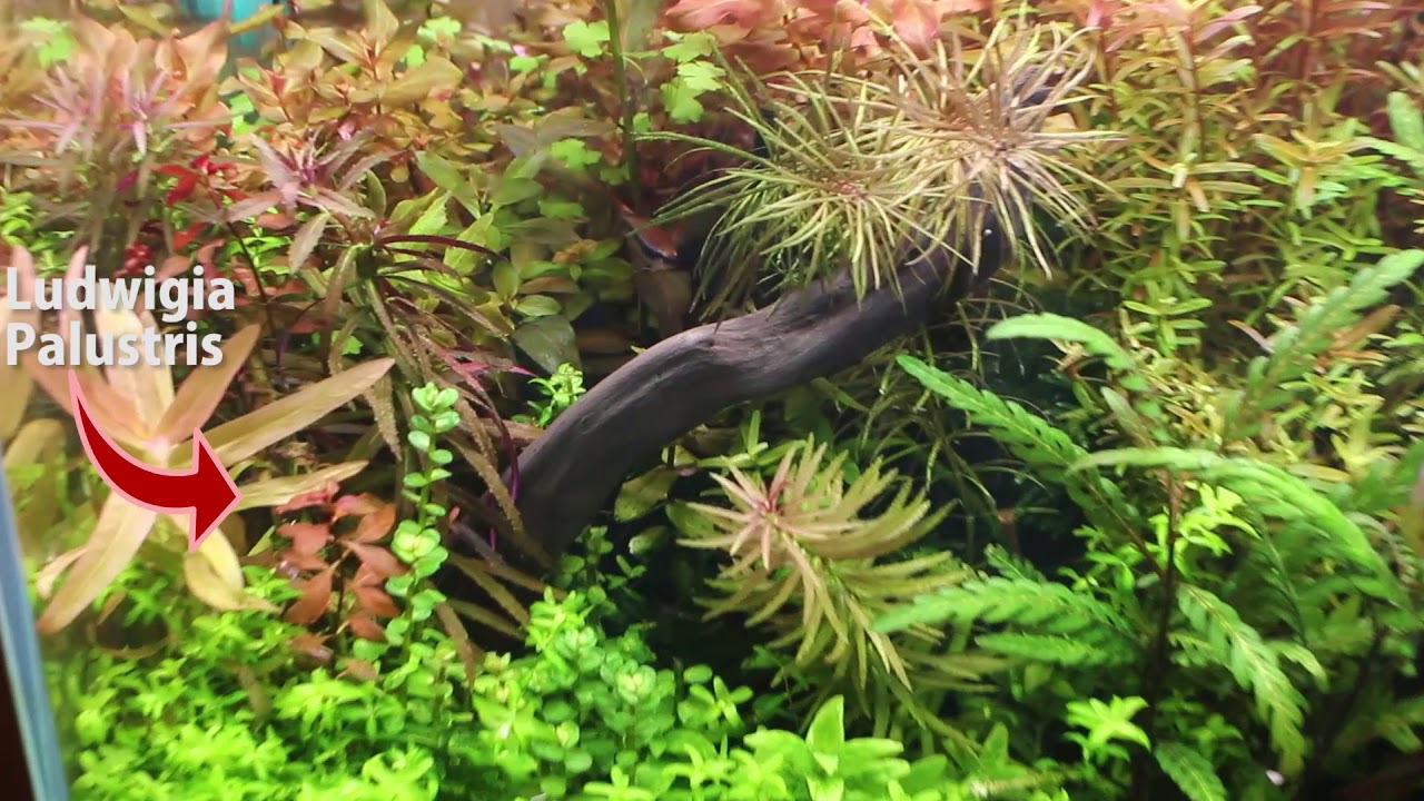 Seguimiento Acuario Plantado 6 meses después