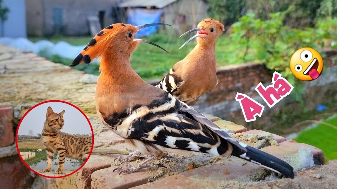 Xém Mất Đầu Dìu Vì Thả Rông - Tìm Bạn Mới Cho Mèo Bengal / Quế Nghịch