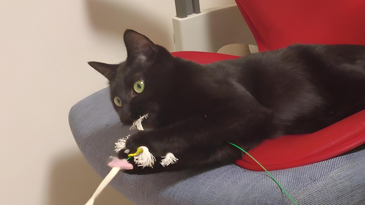 自分で歯磨き？しちゃう猫ちゃん