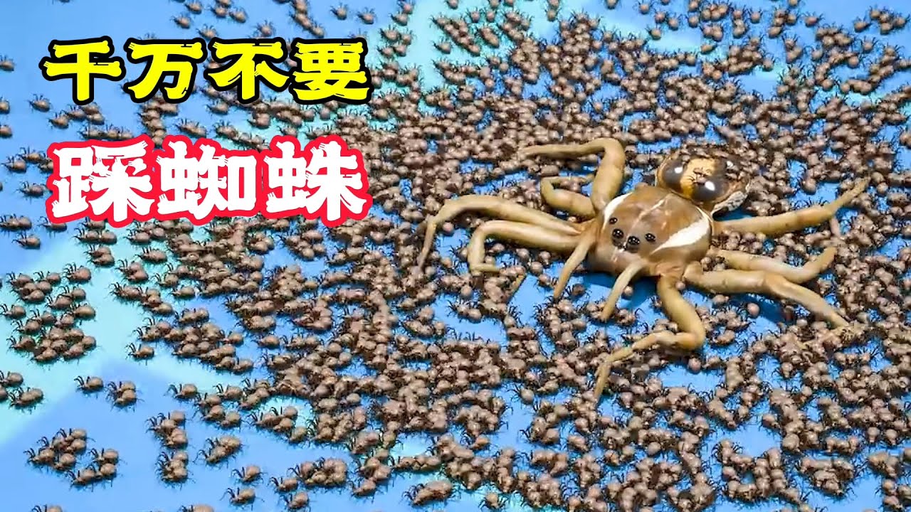 男人踩蜘蛛，竟爆出上百隻小蜘蛛，這下大攤事了！科普動畫《別踩蜘蛛》。科普，電影，短片，成精，解說，搞笑，動畫，喜劇，獵奇，奇幻，腦洞，科幻，超能力，short film