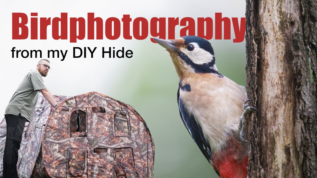 Closer to Nature: DIY Bird Hide & Exciting Lynx Camera Trap Update #wildlifephotography