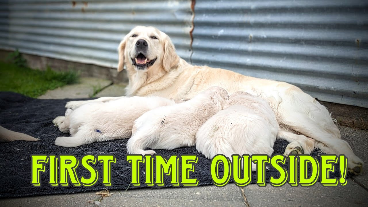 Big Day For Little Golden Retriever Puppies (The Bonus Litter)