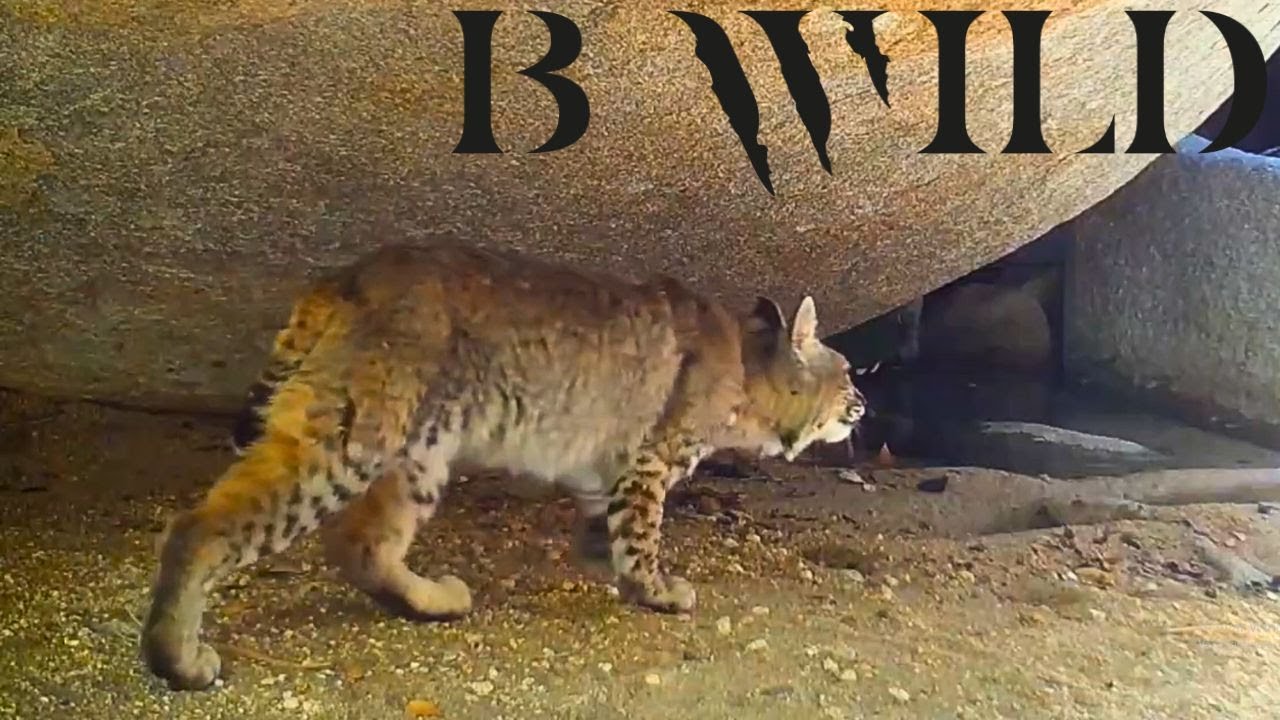 Entre Desiertos y Montañas: Un Recorrido por la Fauna de Baja California