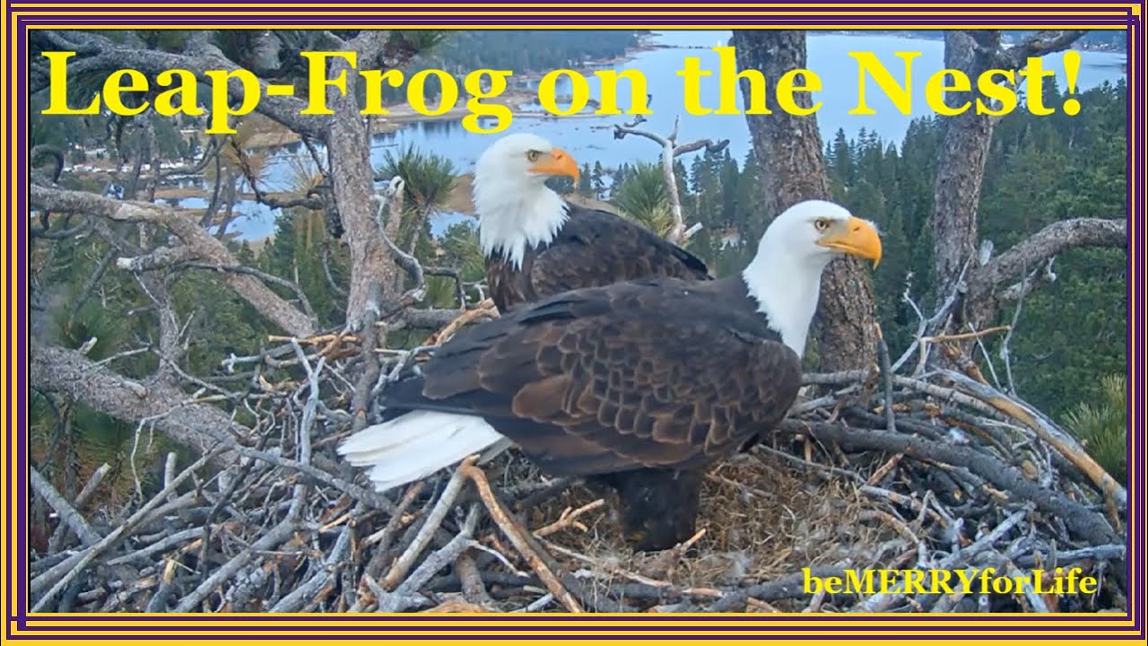 FOBBV Mating & Pancaking & Leap Frog in Big Bear 2 9 2026🦅Jackie & Shadow on the Nest 💜💛💜 🦅