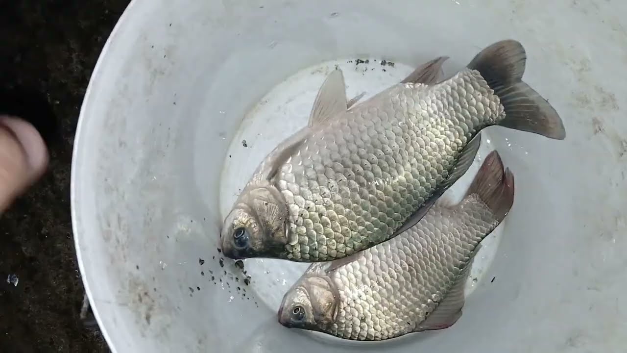 Pescuit la Dunăre, pe Clisura, crap și caras din belsug, nu am făcut fata cu doua feedere.