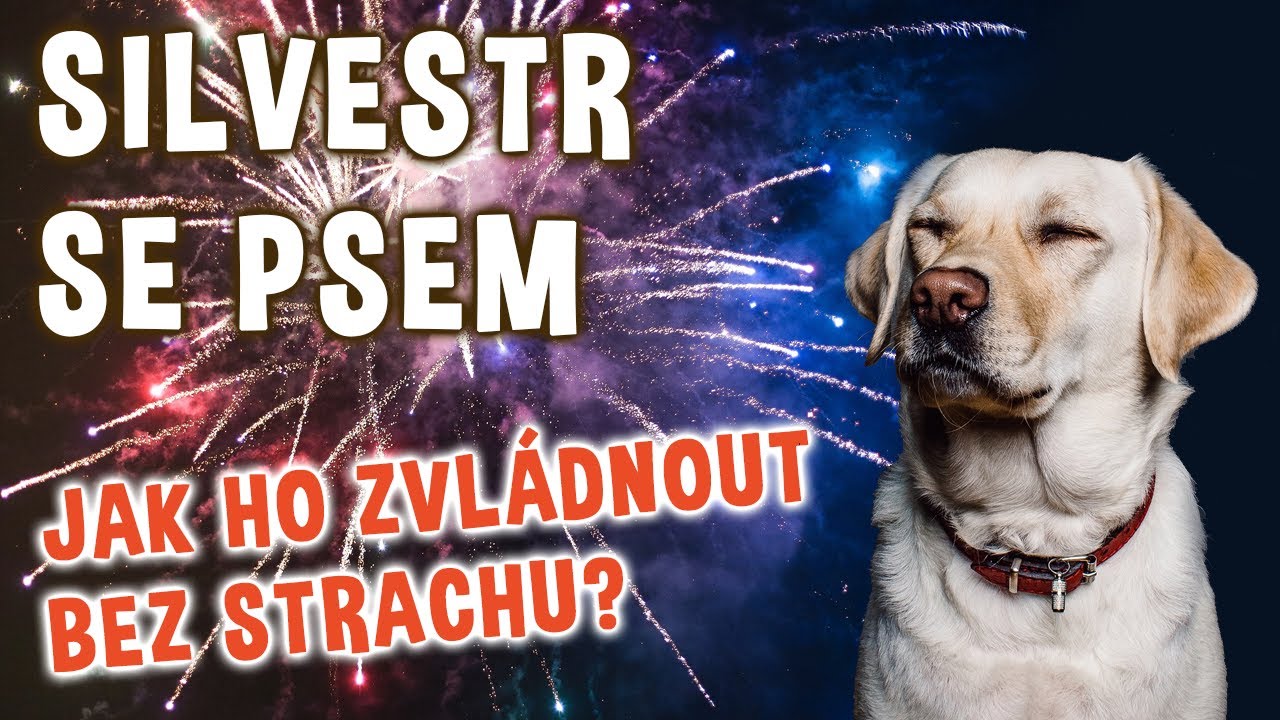 Jak přežít Silvestr se psem, pokud se bojí? | Psínovinky.cz