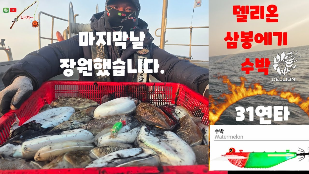 제주도 마지막 3일차 드디어 장원했습니다. 델리온삼봉에기 수박 지금바로 구입하세요~ 막 달려듭니다.(with 델리온 삼봉에기, 덜리온 쉬림프에기,델리온 비비튠) 나눔이벤트는 쭉~