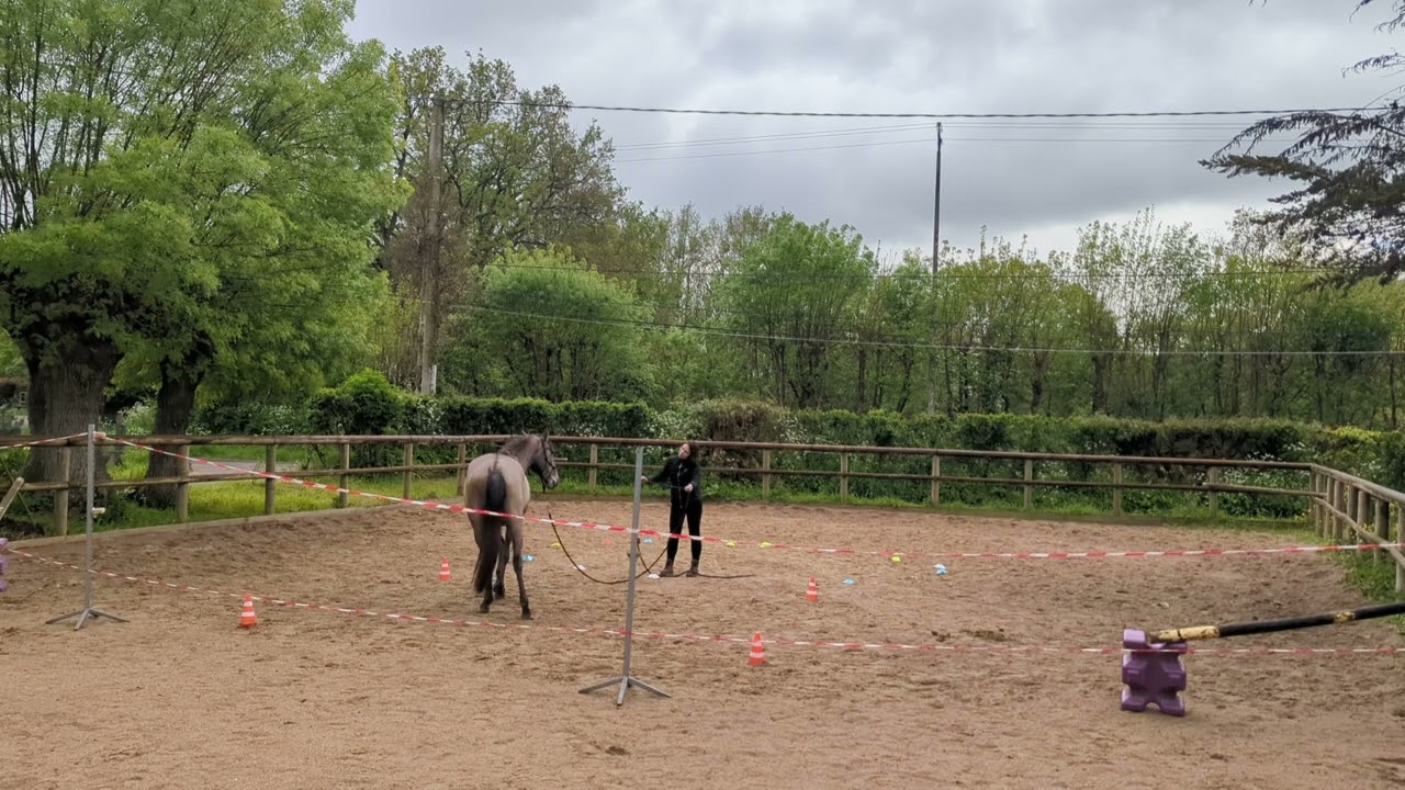 level jeune cheval Rumba avril 2024 