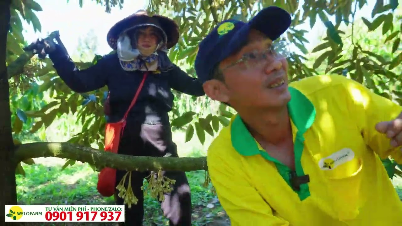 Hướng dẫn cách tuyển bông sầu riêng đúng chuẩn