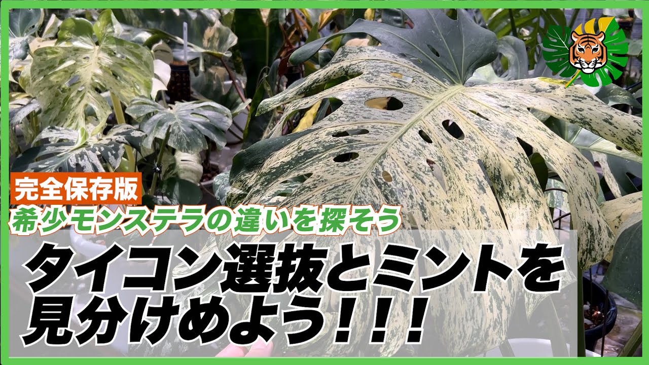 【モンステラの見分け方完全版】タイコンステレーション選抜とミントそれぞれの違いをこの動画で見極められるようにしたいです