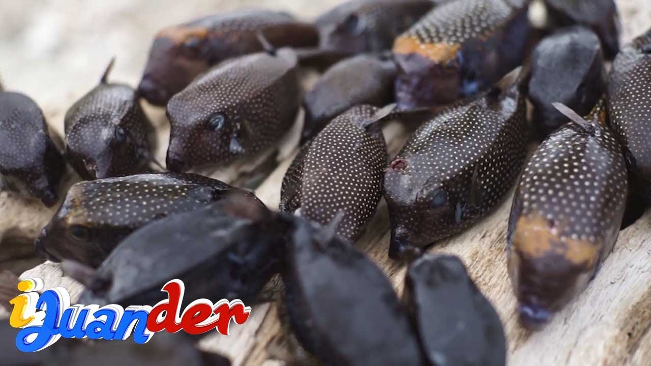 Box fish, paboritong ulamin ng isang pamilya sa Palawan!  | I Juander