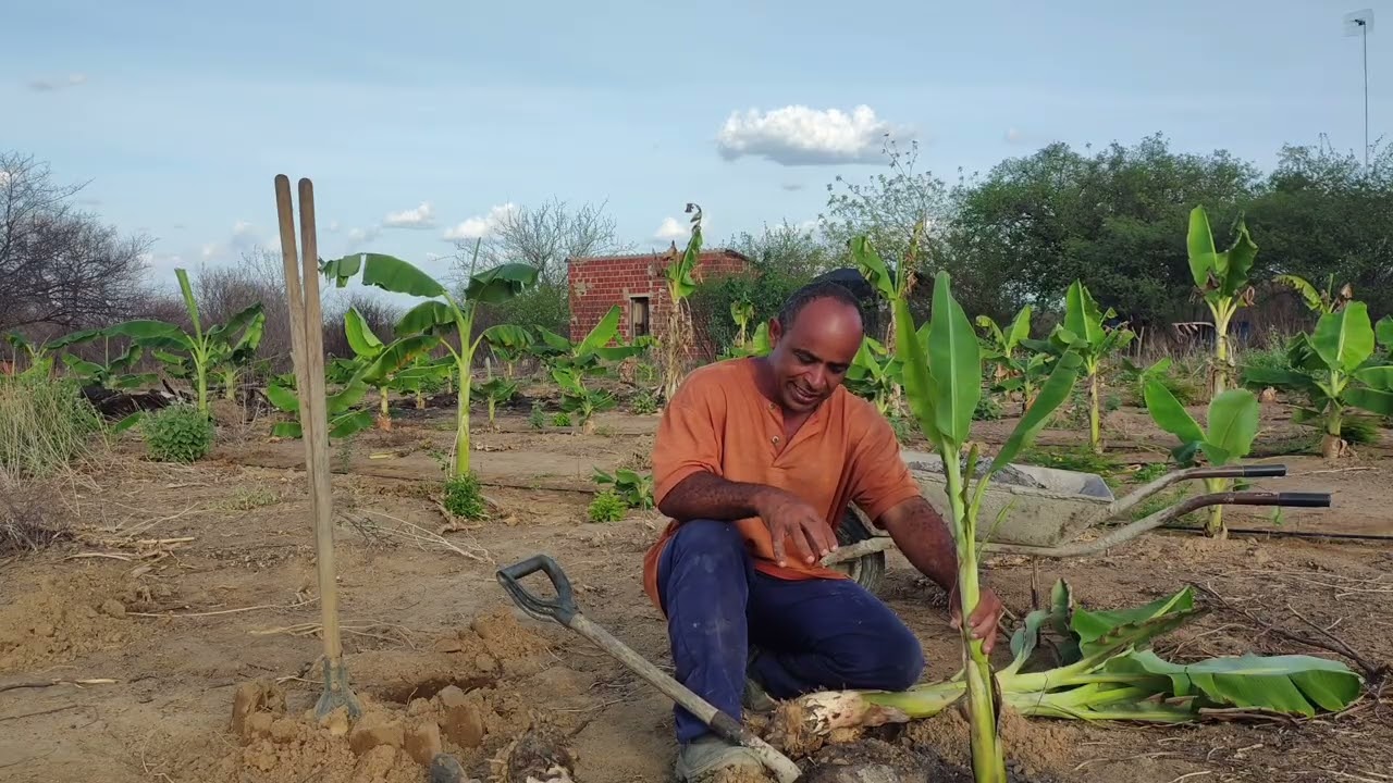 Como plantar bananeira e colher cacho grande,