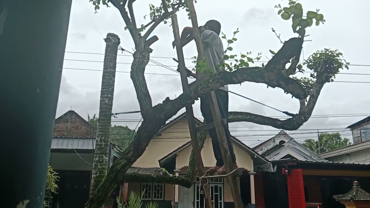 😆🤠... Mencoba alat baru potong dahan... Lebih mudah 👍sambil potong ranting bidara berduri 