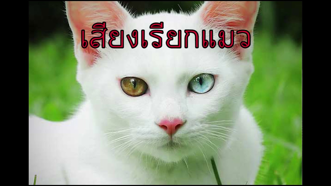 เรียกแมว เสียงร้องเรียกแมวให้มาหา