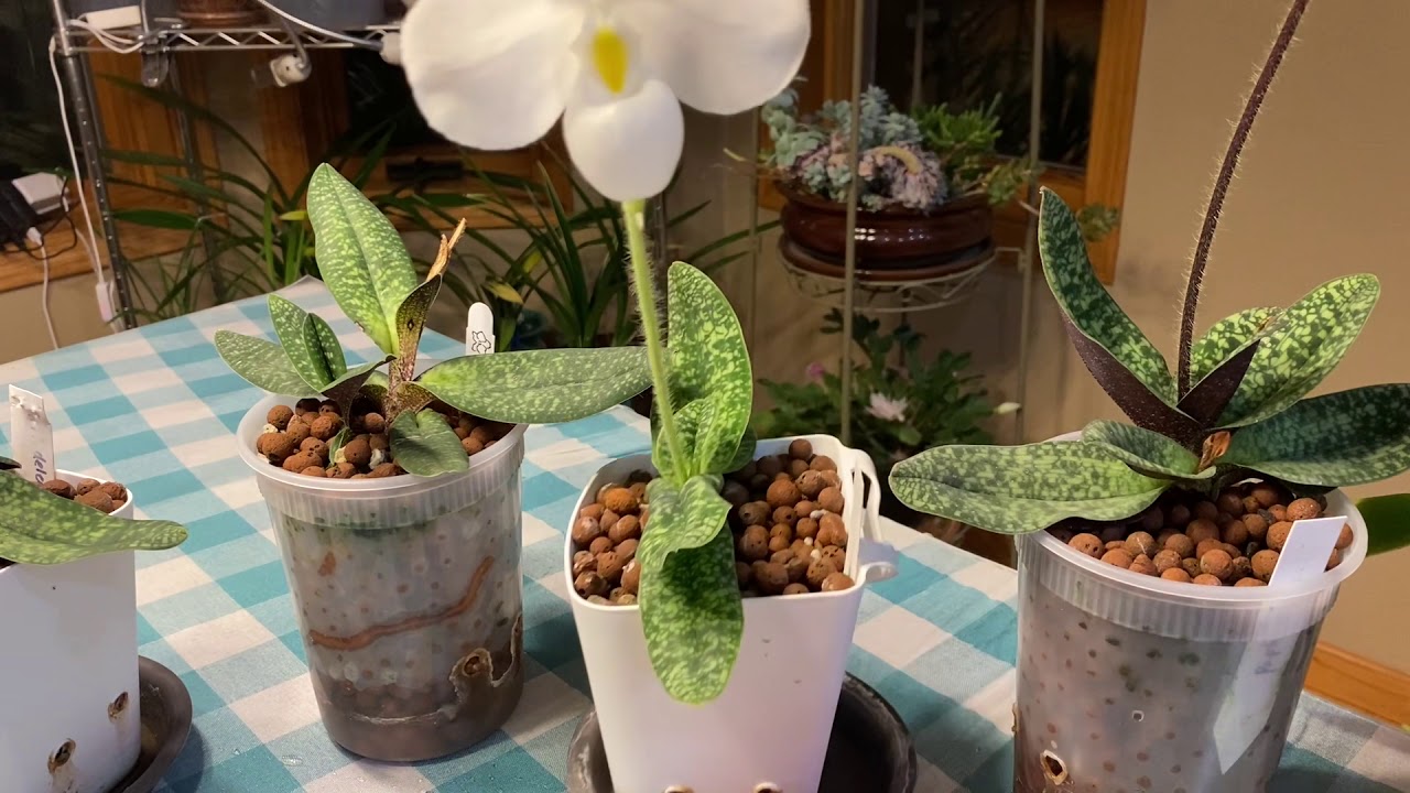 陶粒半水培中的兜兰 Paphiopedilum and Phragmipedium in semi hydroponics