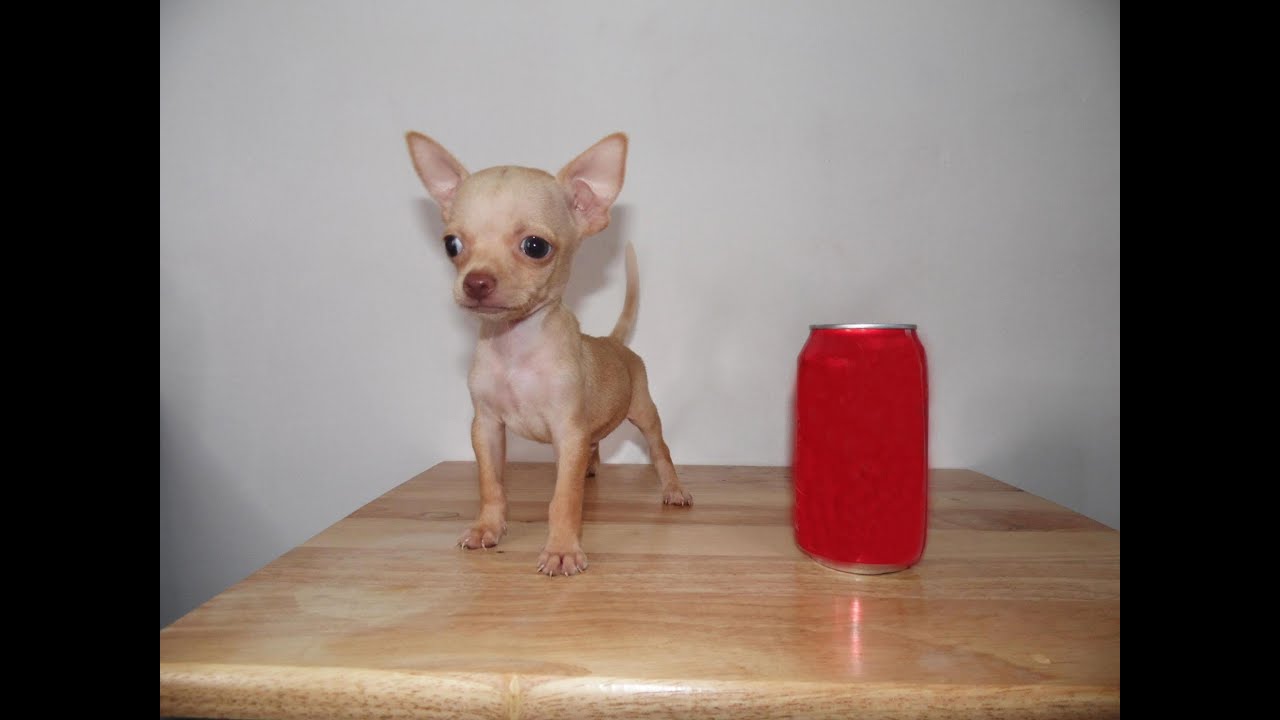 Venta de Cachorros Chihuahua Mini Toy - Tea cup Chihuahua for Sale Puppies