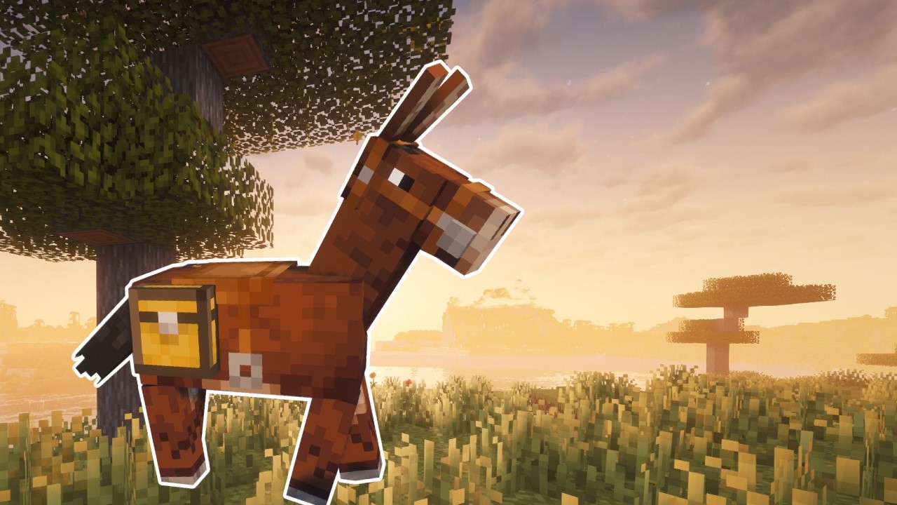 Das beste Maultier weit und breit? | CR #4
