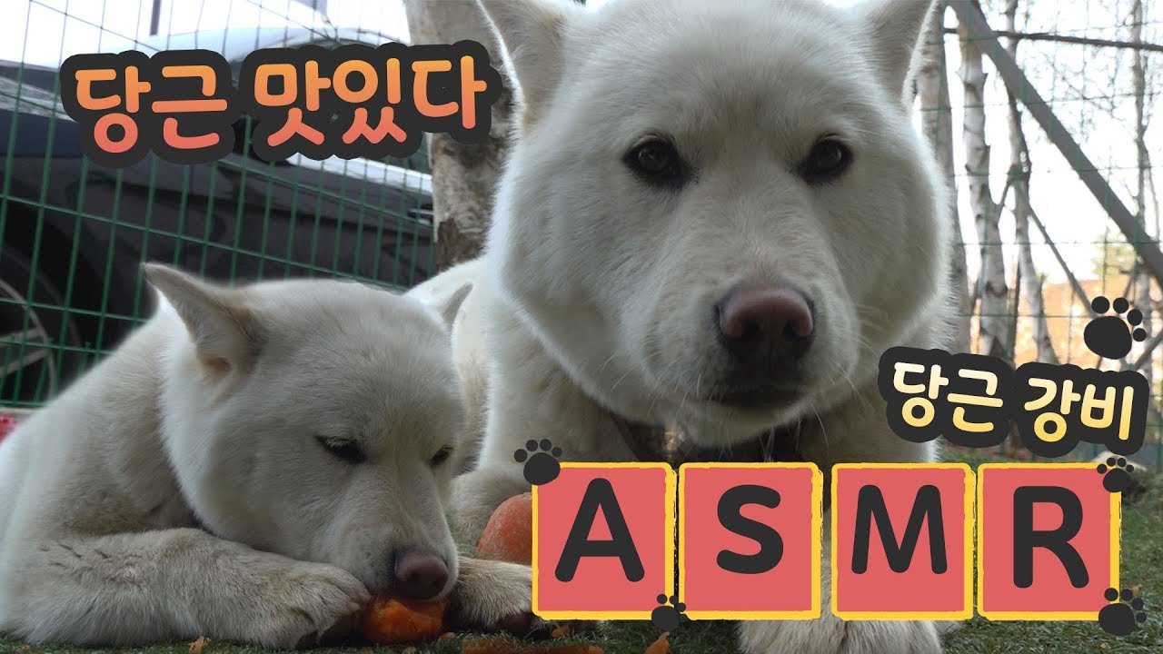 강비 🥕당근 먹방🥕 리얼사운드 ASMR 춉챱 와그작 ㅣ 강아지 ASMR