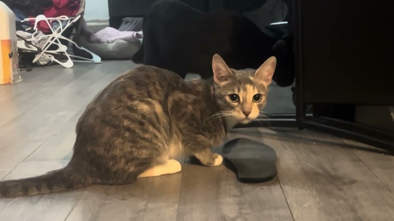 Mei Mei is being Crazy 😅