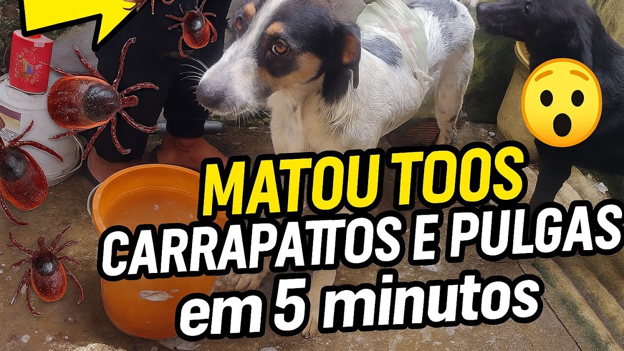 REMÉDIO CASEIRO MATA PULGAS E CARRAPATOS EM 5 MINUTOS