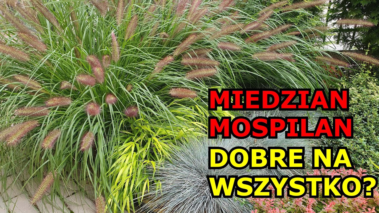 Czy Miedzian i Mospilan są DOBRE NA WSZYSTKO ?
