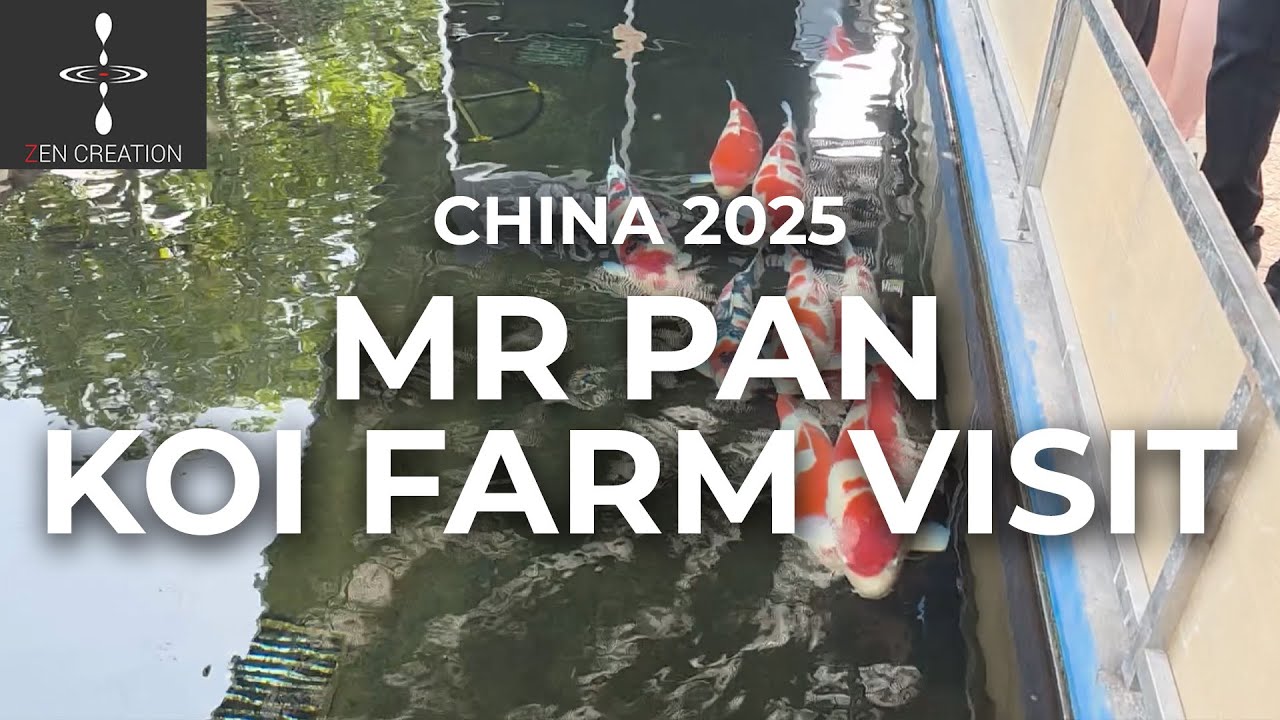 We visit the legendary koi farm of Mr. Pan in Guangdong China