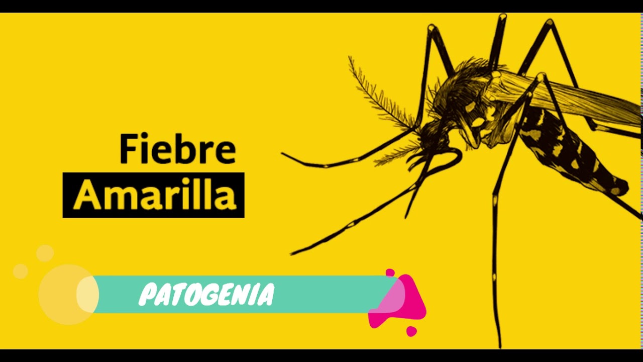 Fiebre Amarilla | Microbiología