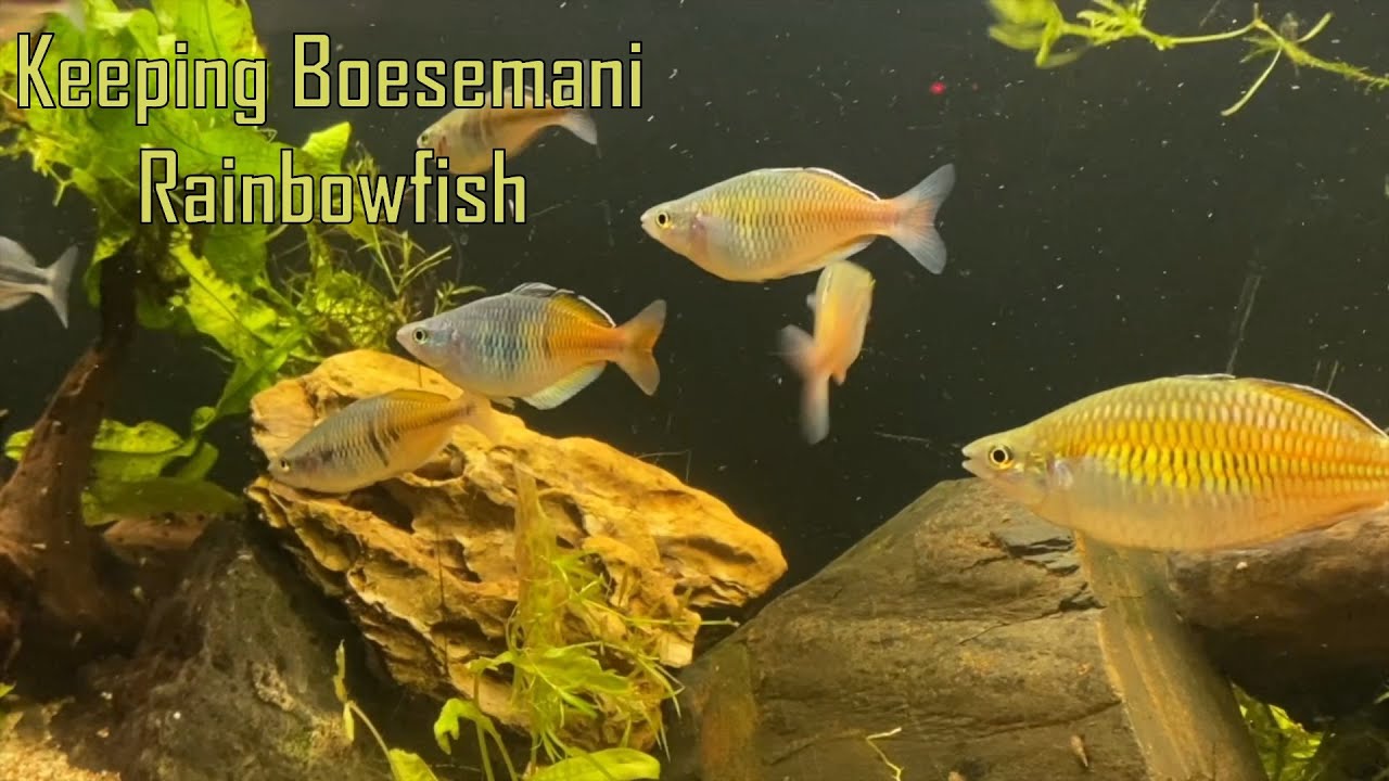 Caring for Boesemani Rainbowfish