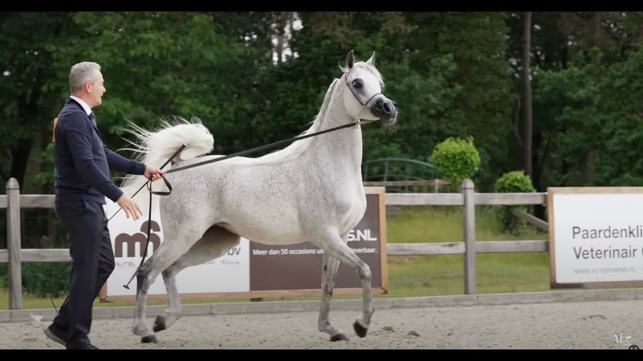 Another European podium for Ajmal Stud!