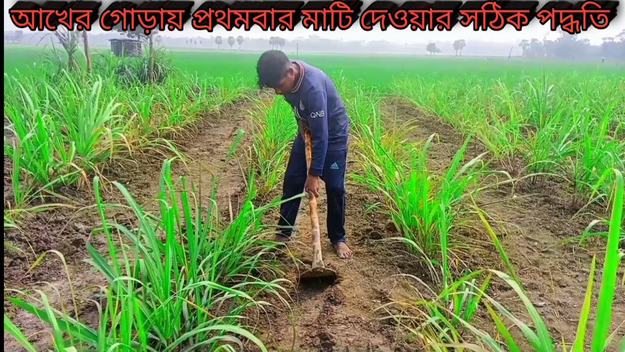 জানুন আখের গোড়ায় প্রথমবার মাটি দেওয়ার সঠিক পদ্ধতি | আখের যত্ন | ইক্ষু চাষ | Sugarcane #agriculture