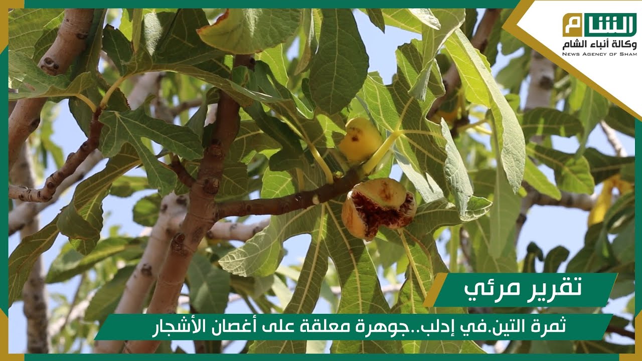 ثمرة التين.في إدلب..جوهرة معلقة على أغصان الأشجار
