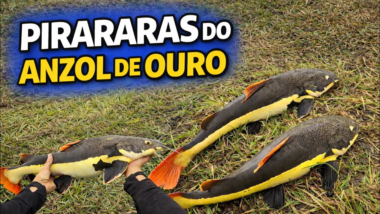 Pesqueiro Anzol de Ouro | Show das pirararas e muito mais!